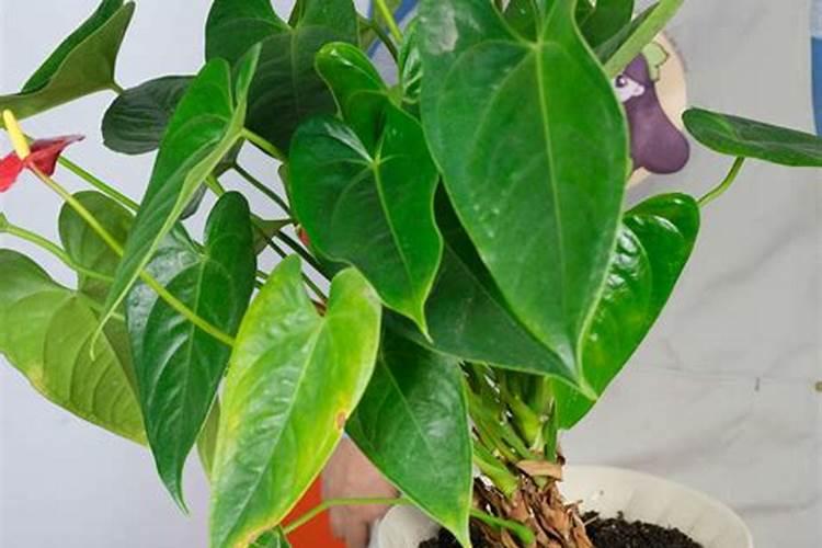 磷酸二氢钾十大禁忌