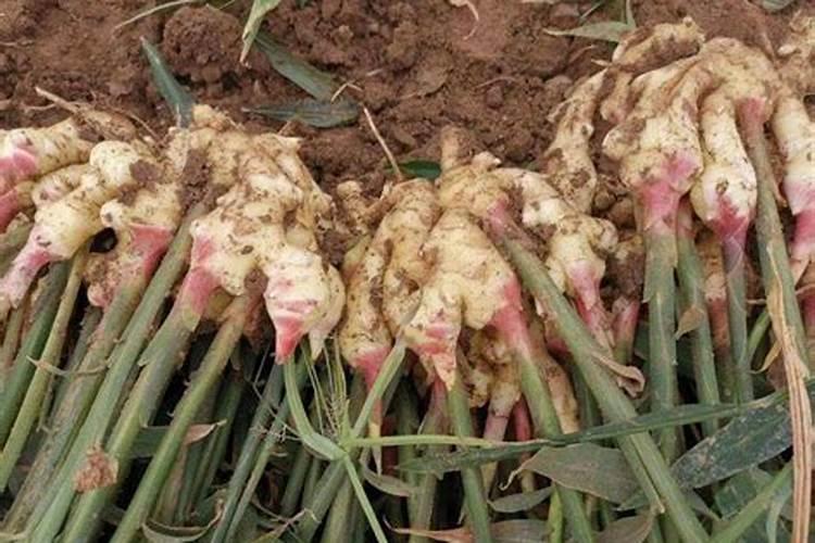 黄花菜开花期想要施肥,应该怎么施肥呢？