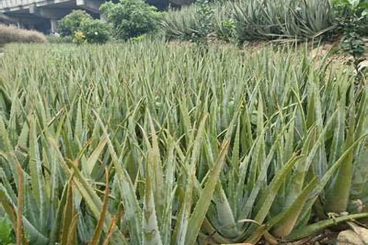 胶南哪有看荷花的地方