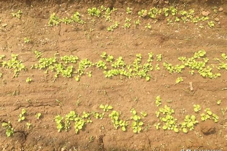 阳台蔬菜多久施一次肥 阳台种菜多久施肥一次？