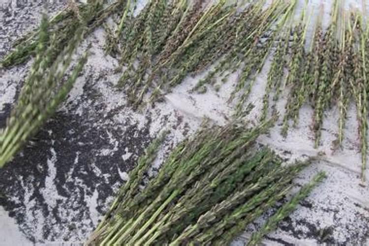 芝麻渣子做肥料干施好还是发酵好了使用好？