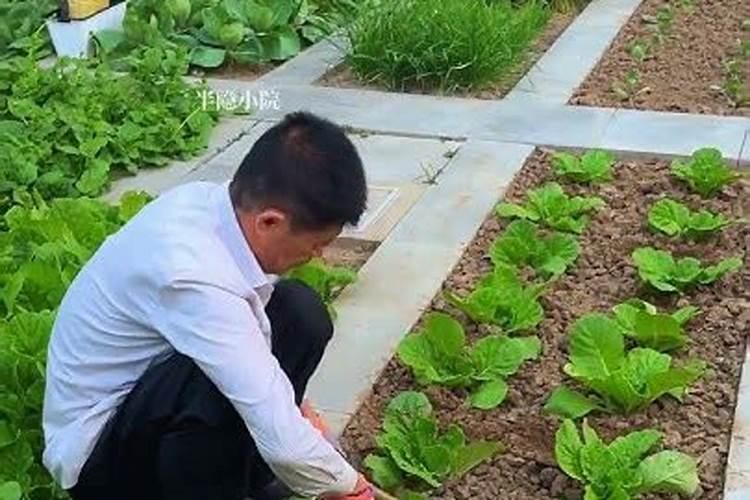 芝麻渣可以直接当肥料