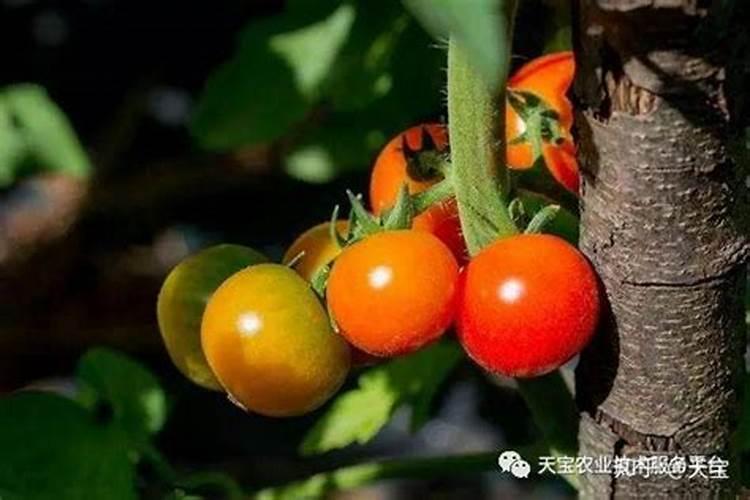 不红的西红柿怎样让它变红？有叶面肥能改善吗
