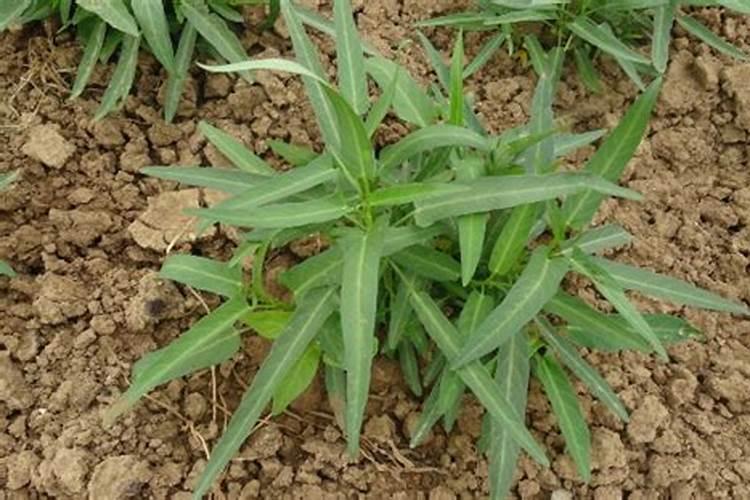 施用氮肥过多对植物有什么影响