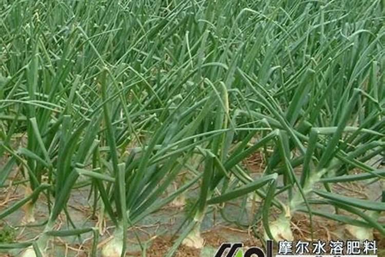 春季洋葱浇水正确管理方法