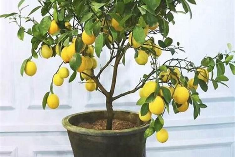 柠檬坐果了需要施什么肥