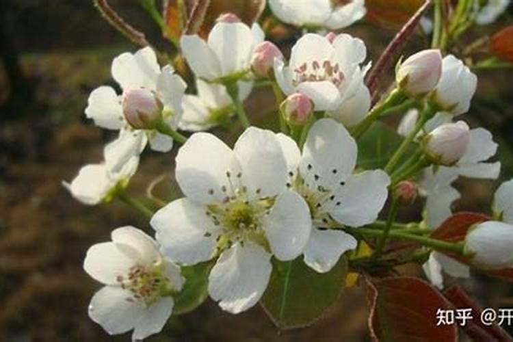 从小苗养成大花树的欧洲木绣球,耐热耐晒,耐寒易开花