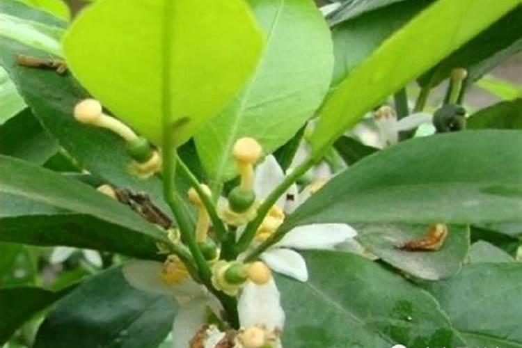 柑橘保花保果用什么药最好