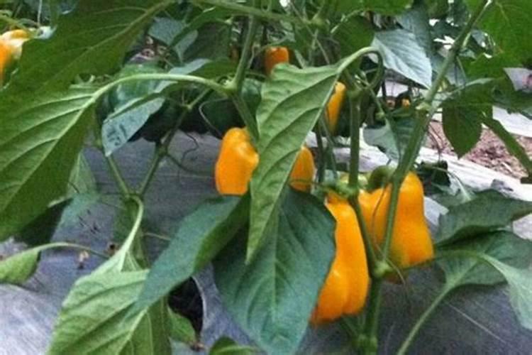 哪些属于磷钾肥