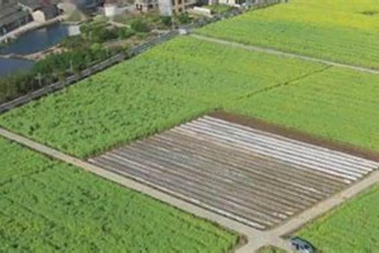 香灰可以当花肥料吗