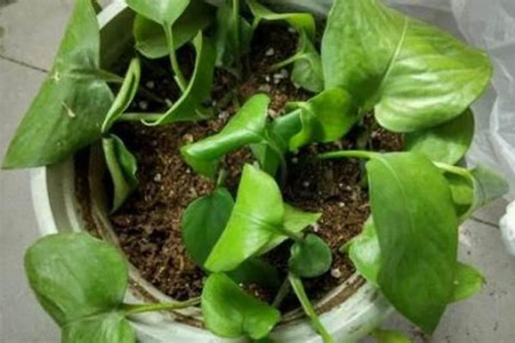 大蒜用什么复合肥好