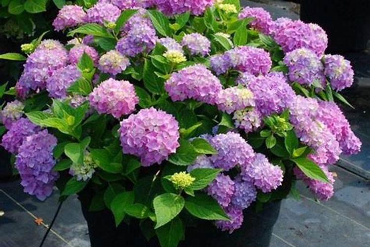 绣球开花了还能施肥吗