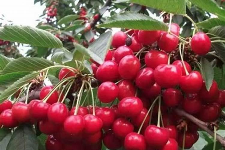 老师一亩花生地氮磷钾肥各多少斤