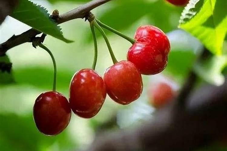 暴雨对锦鲤影响及全面防治措施