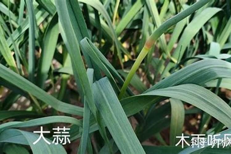 磷酸氢二钾对蔬菜有什么作用