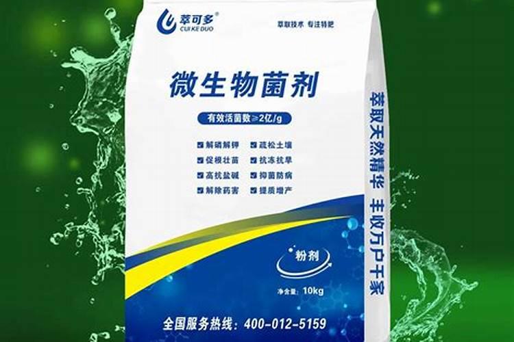 发财树栽多深