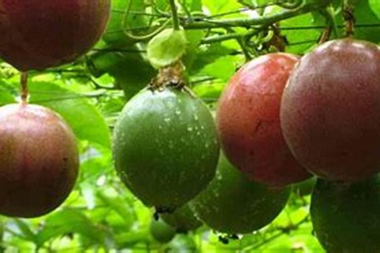 适合盐碱地改良的磷肥