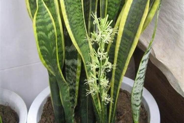 种花生底肥用什么肥 花生需要什么肥料才能高产