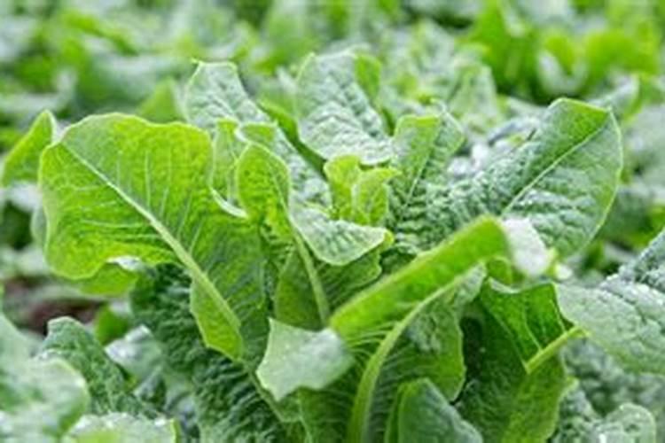 莴笋生什么病,用什么药。