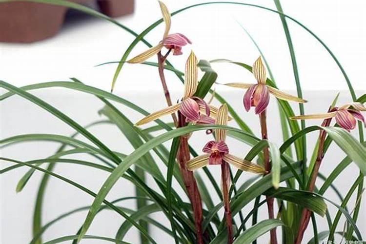 熟鹌鹑蛋可以连皮吃吗