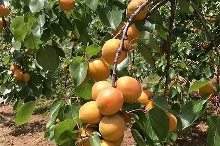 潍坊万泉肥料怎么样