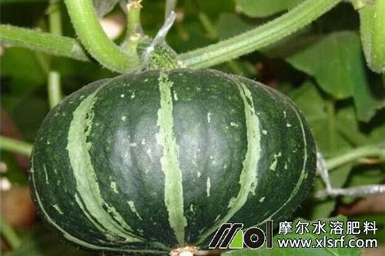 香芋南瓜种植技术和田间管理