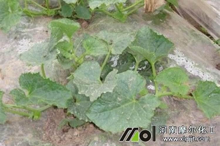 硝酸钙和硫酸铵反应后肥效？