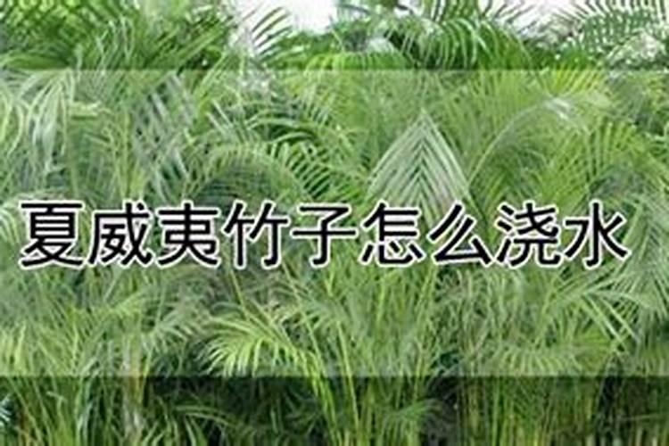夏威夷竹怎么养长的好