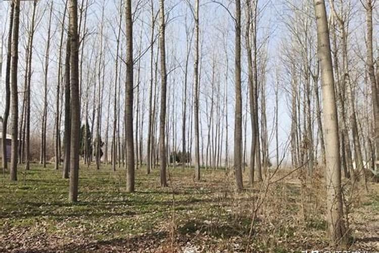 杨树施肥时间及方法 怎么给杨树施肥