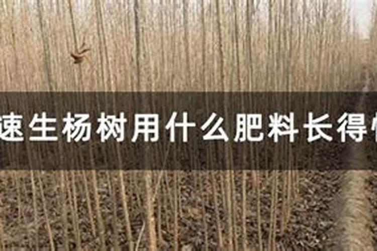 杨树怎样管理长得快