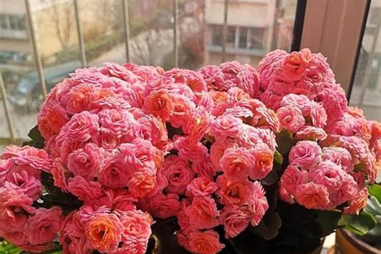 白菜冲肥是高钾的好还是高氮的好