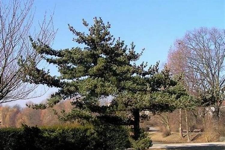 红松梅是不是夹竹桃？