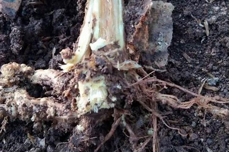 冬瓜药害,叶片变成老化,有什么办法使其迅速变绿