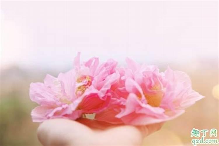 在辣椒生长后期如何施肥浇水？施什么肥料好呢？