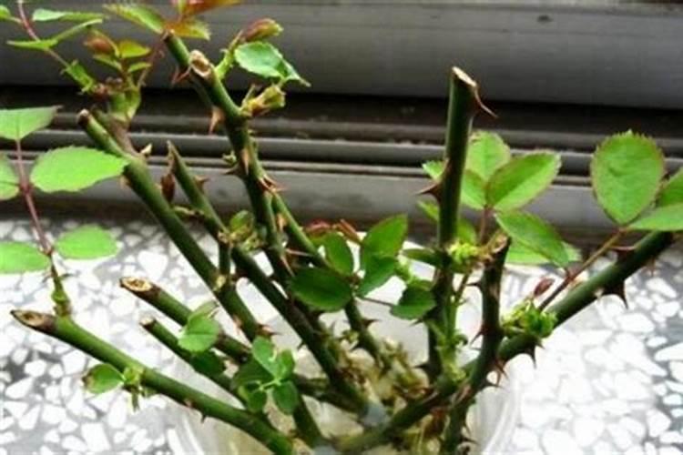 苹果树什么时间施肥好？苹果树膨果期施肥注意事项