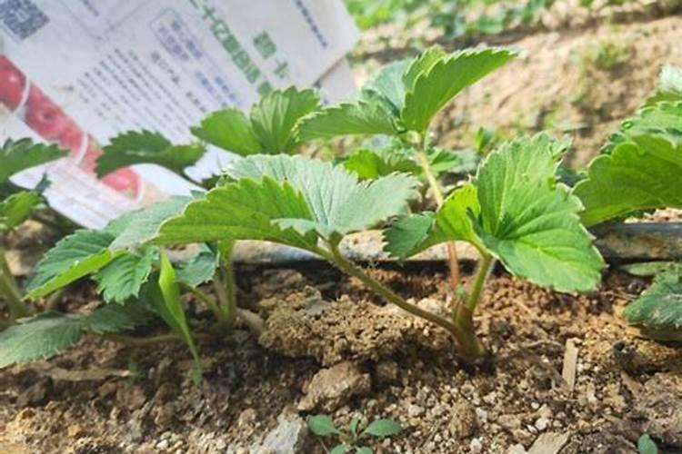 如何科学施用水溶肥料