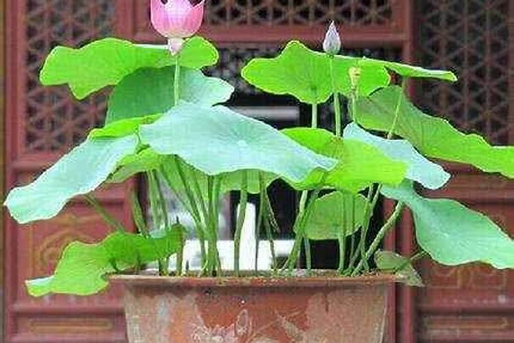 喷洒农药多久能见效？