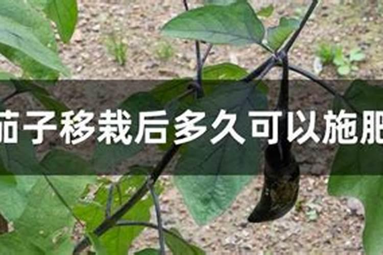 茄子施肥方法和注意事项茄子施肥方法和注意事项有哪些