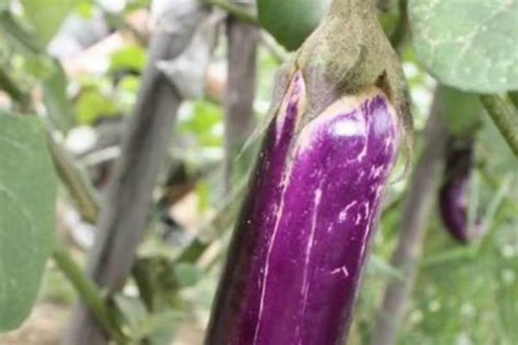 茄子的移栽方法和施肥方法