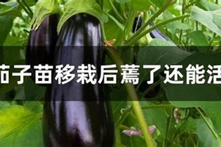 茄子施肥方法和注意事项有哪些 茄子施肥方法和注意事项