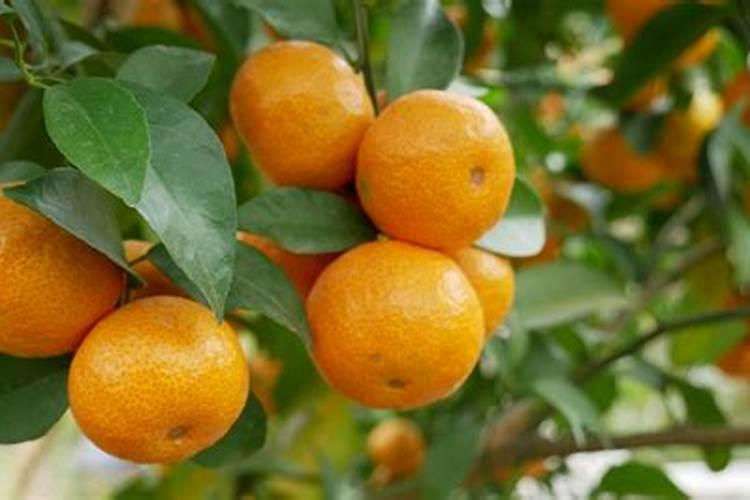 大蒜膨大期用什么肥料