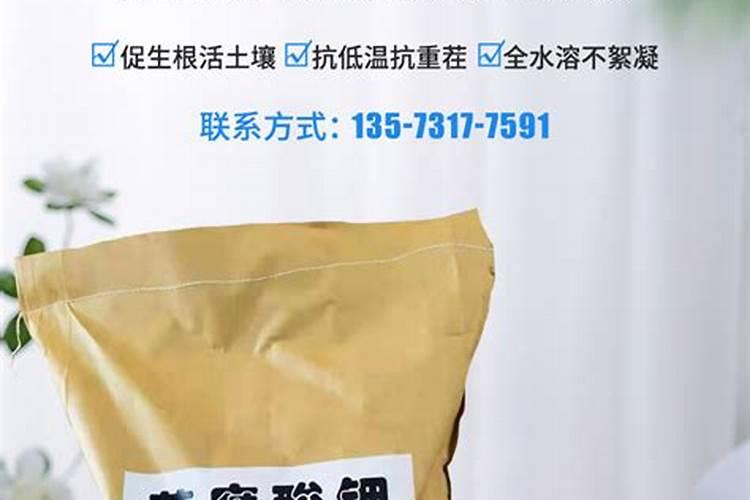 含笑花叶子发黑怎么办,松土保湿并通风养护