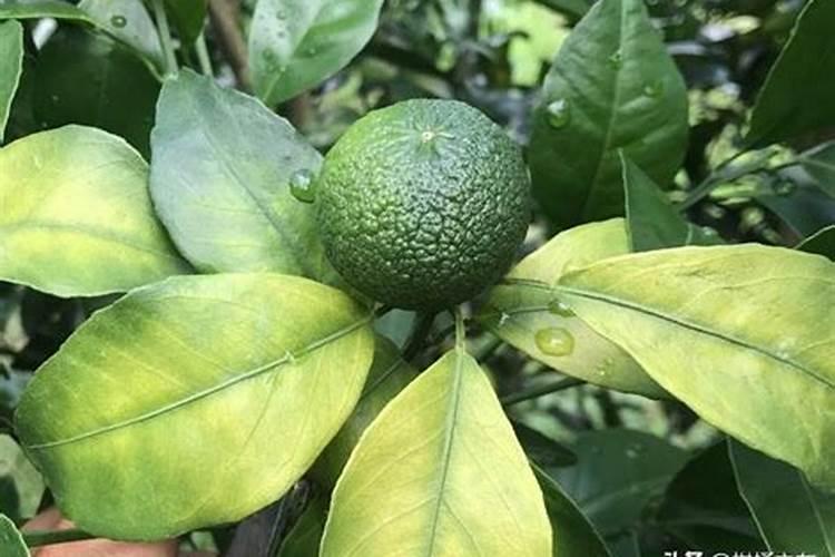 李子树冬季什么时候施肥 李子树冬季怎么施肥