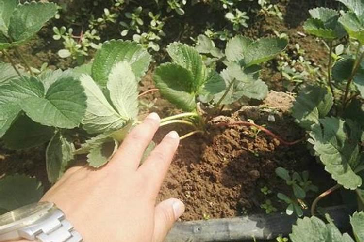 草莓补钙是冲施还是喷施？