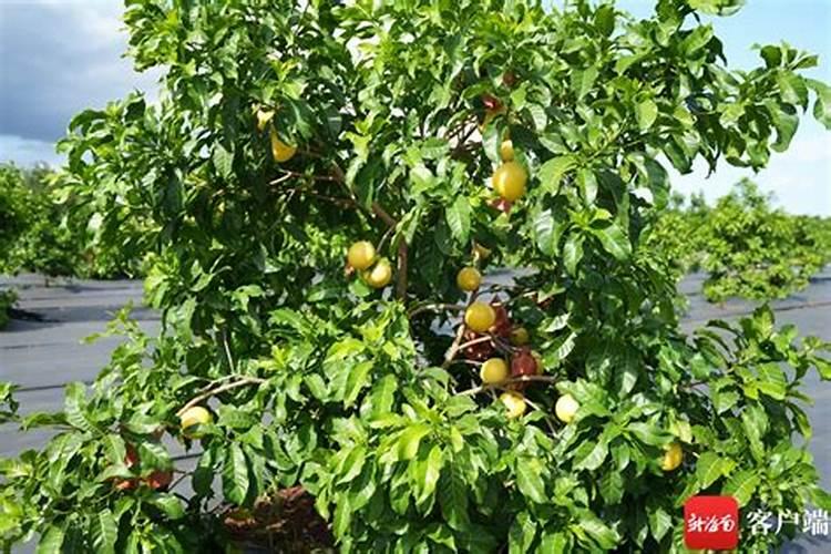 果树喷施叶面肥有什么好处？你怎么看？