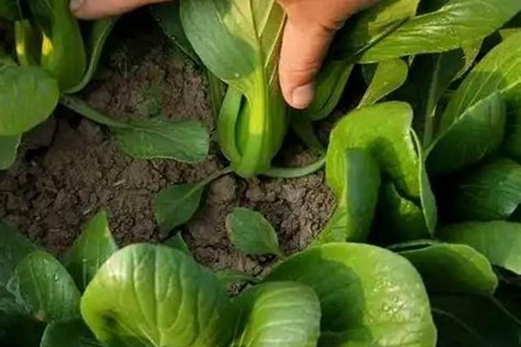 高效氯氟氰菊酯可以和叶面肥一起用吗