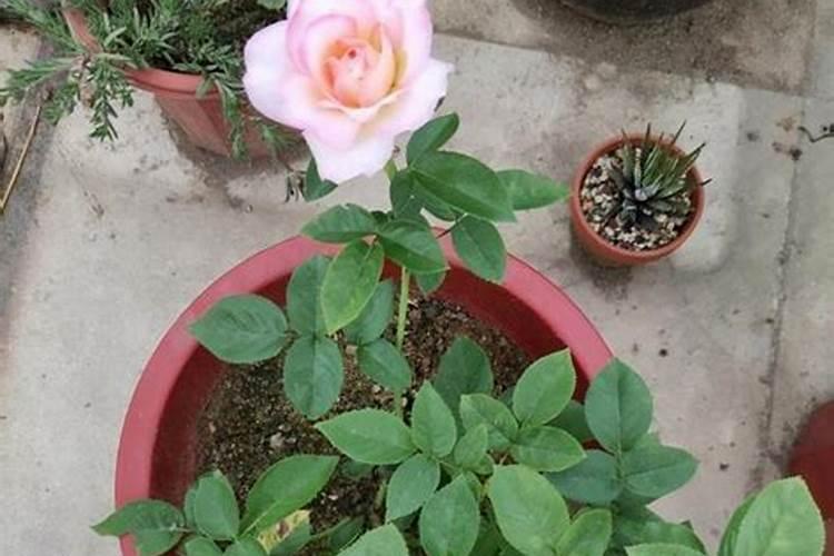 怎样进行番茄种子消毒？