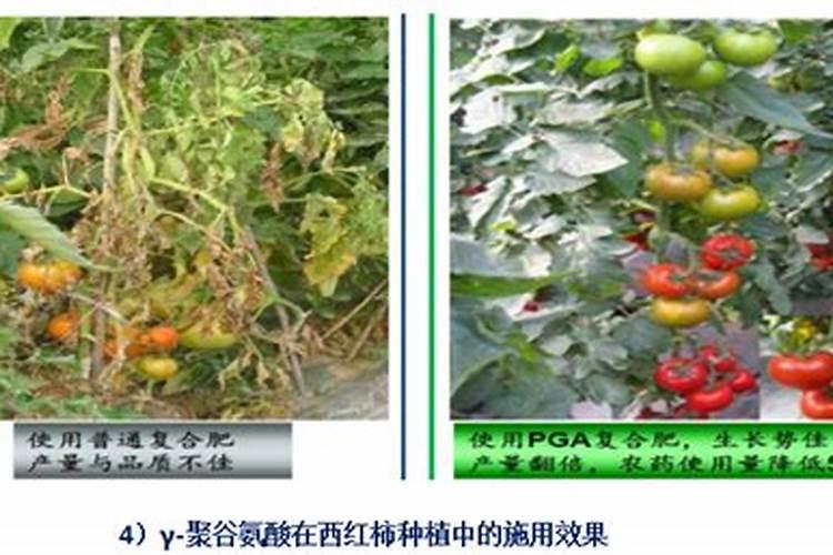 彩叶草叶子蔫了怎么办