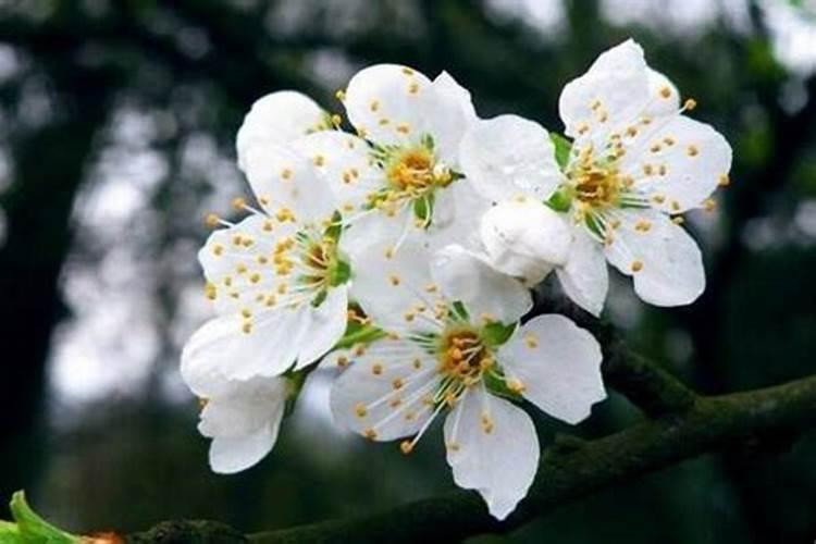 绣球花施肥时间和方法