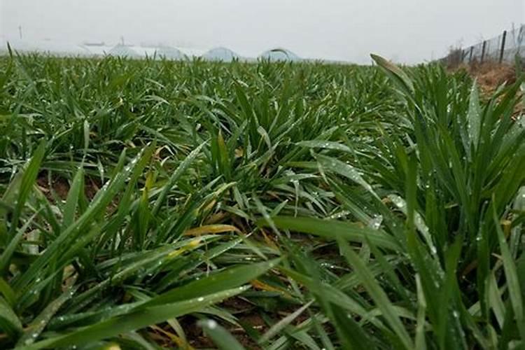 小麦4月份还能追肥吗